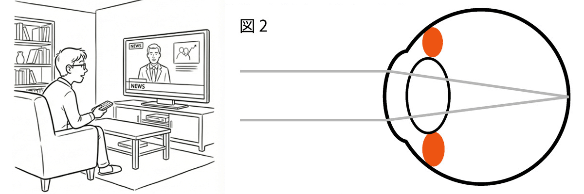 毛様体筋の押し上げ(緊張)で、水晶体は暑くなる
